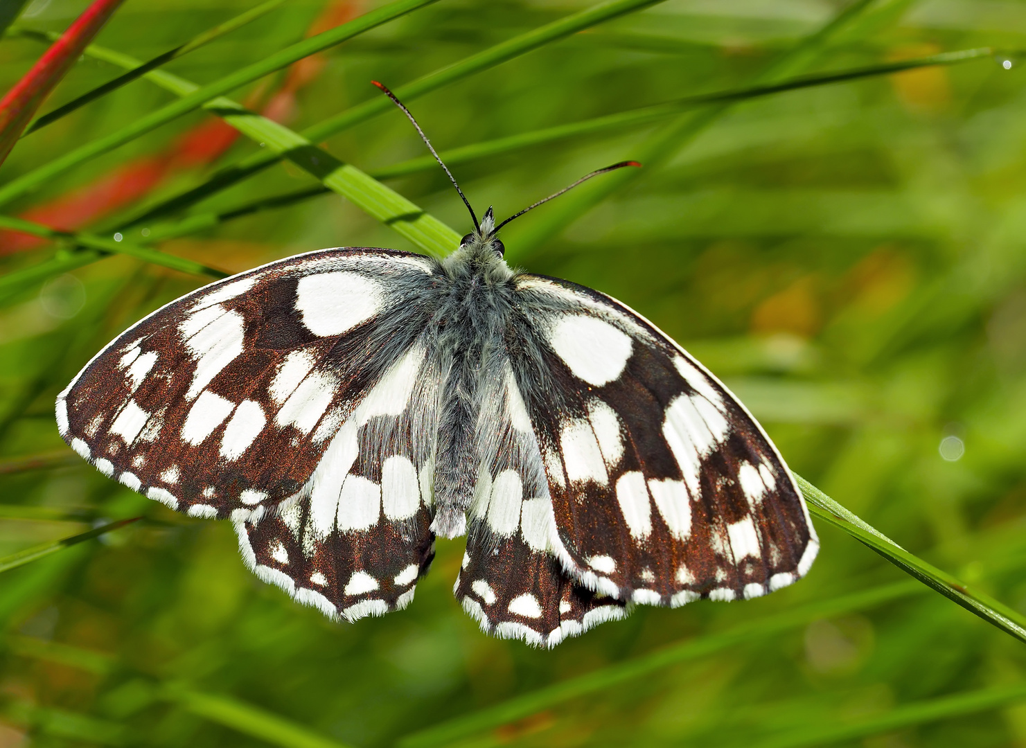 Schachbrettfalter (Melanargia galathea) - Le Demi-deuil.