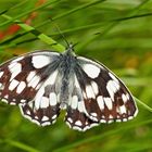 Schachbrettfalter (Melanargia galathea) - Le Demi-deuil.