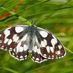 Schachbrettfalter (Melanargia galathea) - Le Demi-deuil.