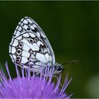 Schachbrettfalter (Melanargia galathea)-Männchen.