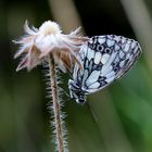 Schachbrettfalter (Melanargia galathea) Männchen...