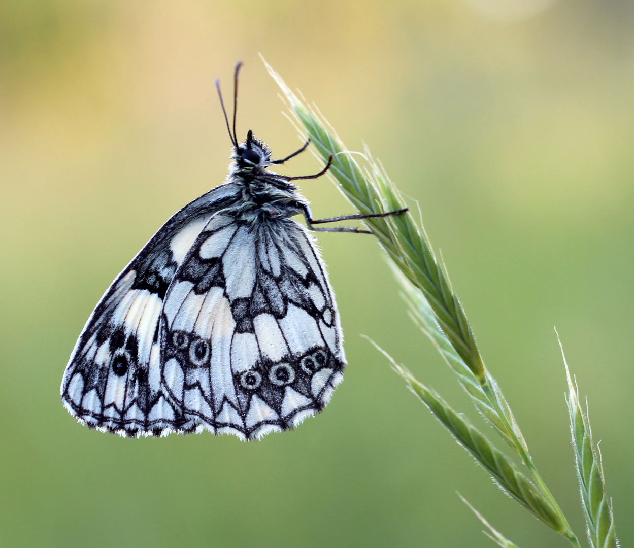 Schachbrettfalter (Melanargia galathea) Männchen.