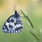 Schachbrettfalter (Melanargia galathea) Männchen.