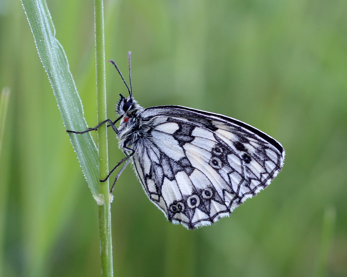 Schachbrettfalter (Melanargia galathea) Männchen...