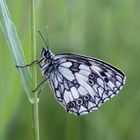 Schachbrettfalter (Melanargia galathea) Männchen...