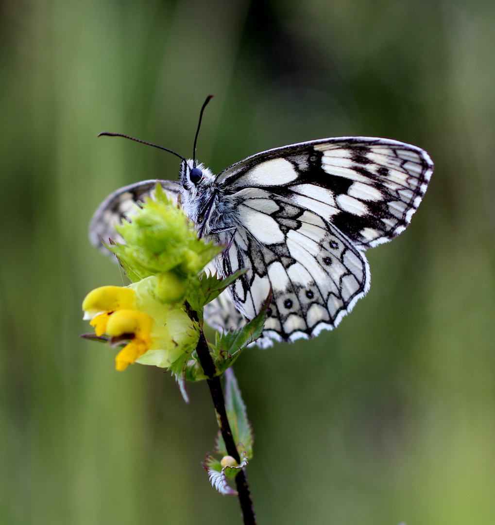 Schachbrettfalter (Melanargia galathea) Männchen.