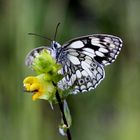 Schachbrettfalter (Melanargia galathea) Männchen.