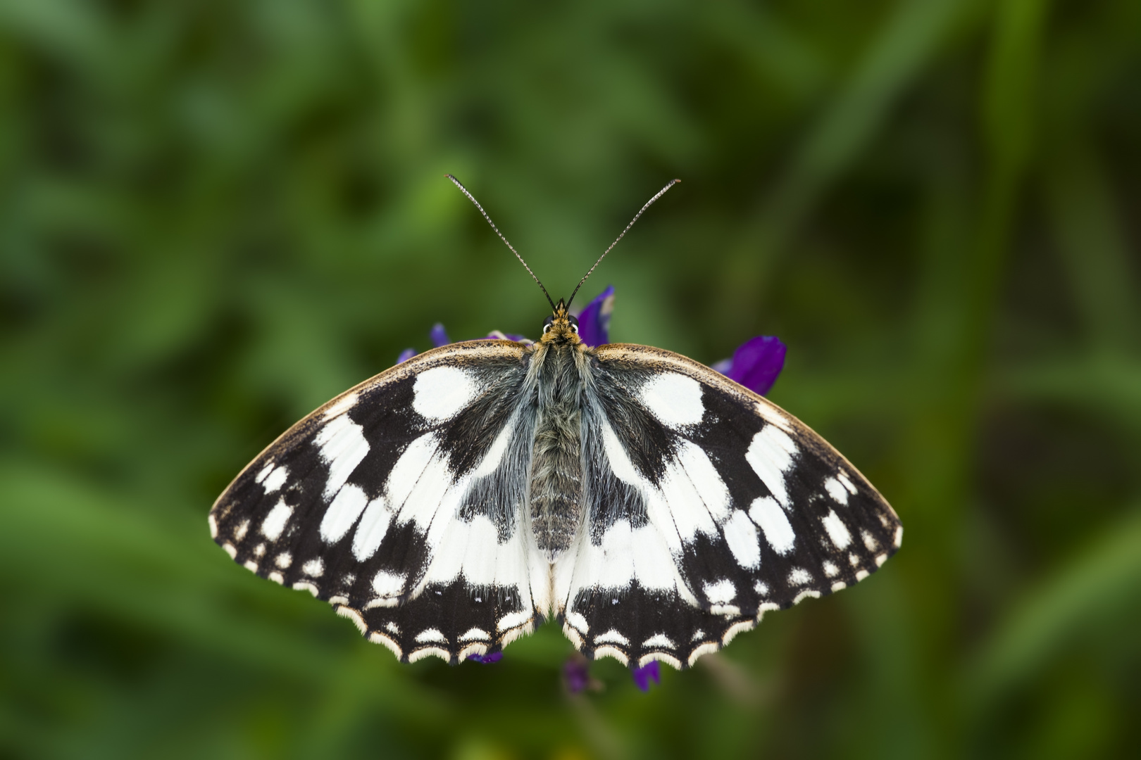 Schachbrettfalter (Melanargia galathea) - marbled white (Melanargia galathea)