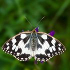 Schachbrettfalter (Melanargia galathea) - marbled white (Melanargia galathea)