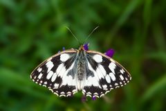 Schachbrettfalter (Melanargia galathea) - marbled white (Melanargia galathea)