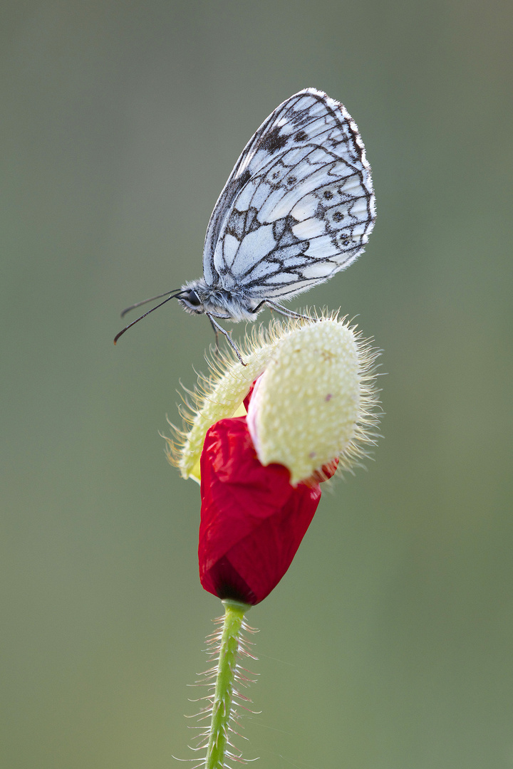 Schachbrettfalter / Melanargia galathea (ND)