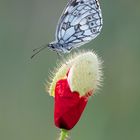 Schachbrettfalter / Melanargia galathea (ND)