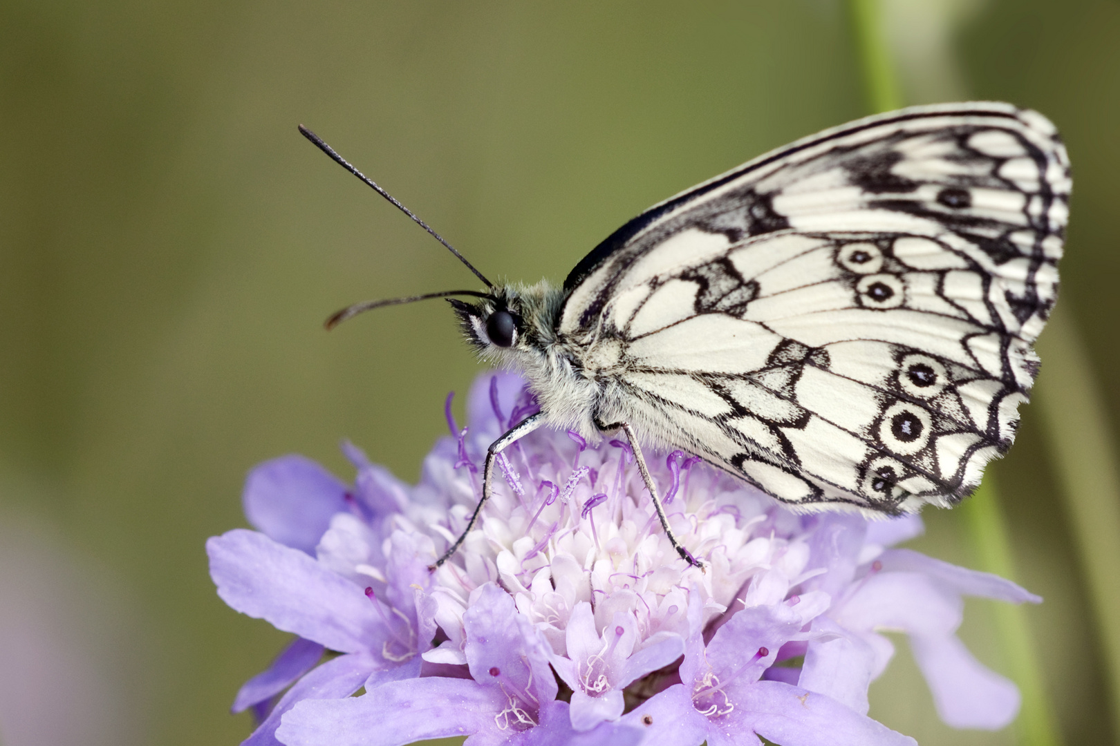 Schachbrettfalter (Melanargia Galathea - Papillon Demi-Deuil)