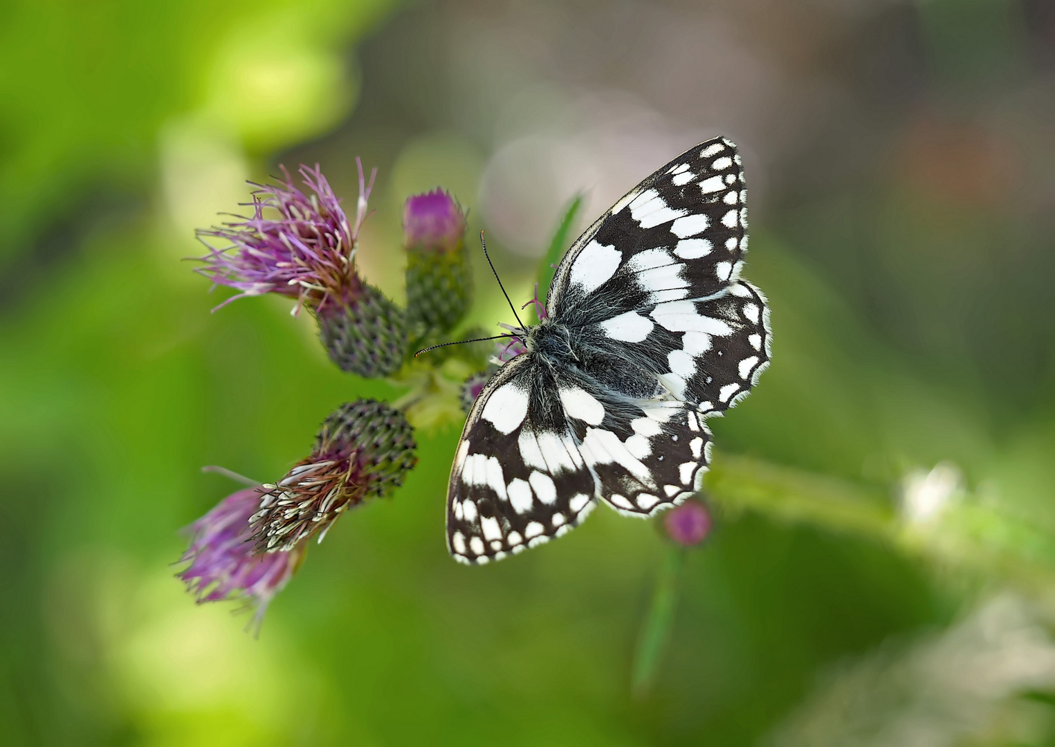 Schachbrettfalter (Melanargia galathea): Schmetterling des Jahres 2019! - Demi-deuil.