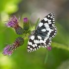 Schachbrettfalter (Melanargia galathea): Schmetterling des Jahres 2019! - Demi-deuil.