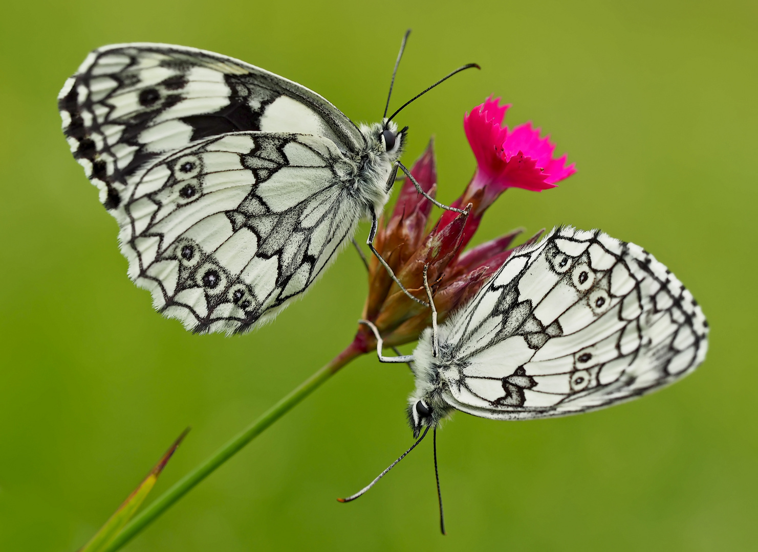 Schachbrettfalter (Melanargia galathea): Schmetterling des Jahres 2019! - Le Demi-deuil.