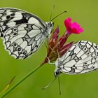 Schachbrettfalter (Melanargia galathea): Schmetterling des Jahres 2019! - Le Demi-deuil.