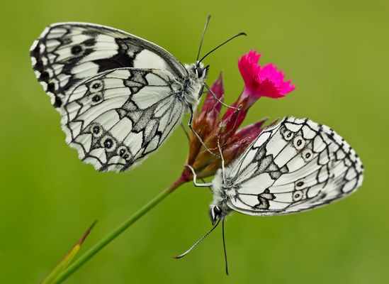 Schachbrettfalter (Melanargia galathea): Schmetterling des Jahres 2019! - Le Demi-deuil.