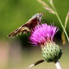 Schachbrettfalter (Melanargia galathea) Weibchen