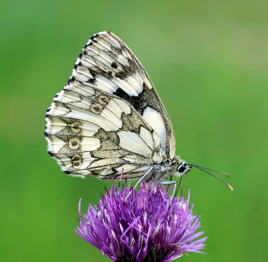 Schachbrettfalter (Melanargia galathea) Weibchen.