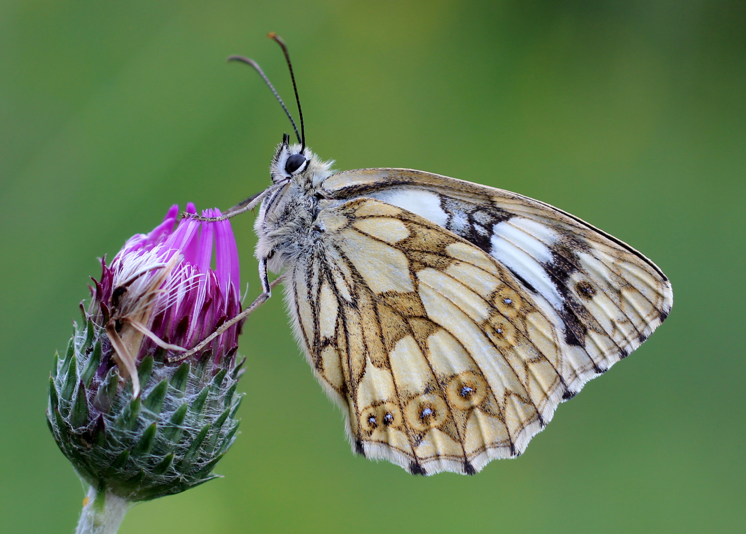 Schachbrettfalter (Melanargia galathea) Weibchen