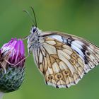 Schachbrettfalter (Melanargia galathea) Weibchen