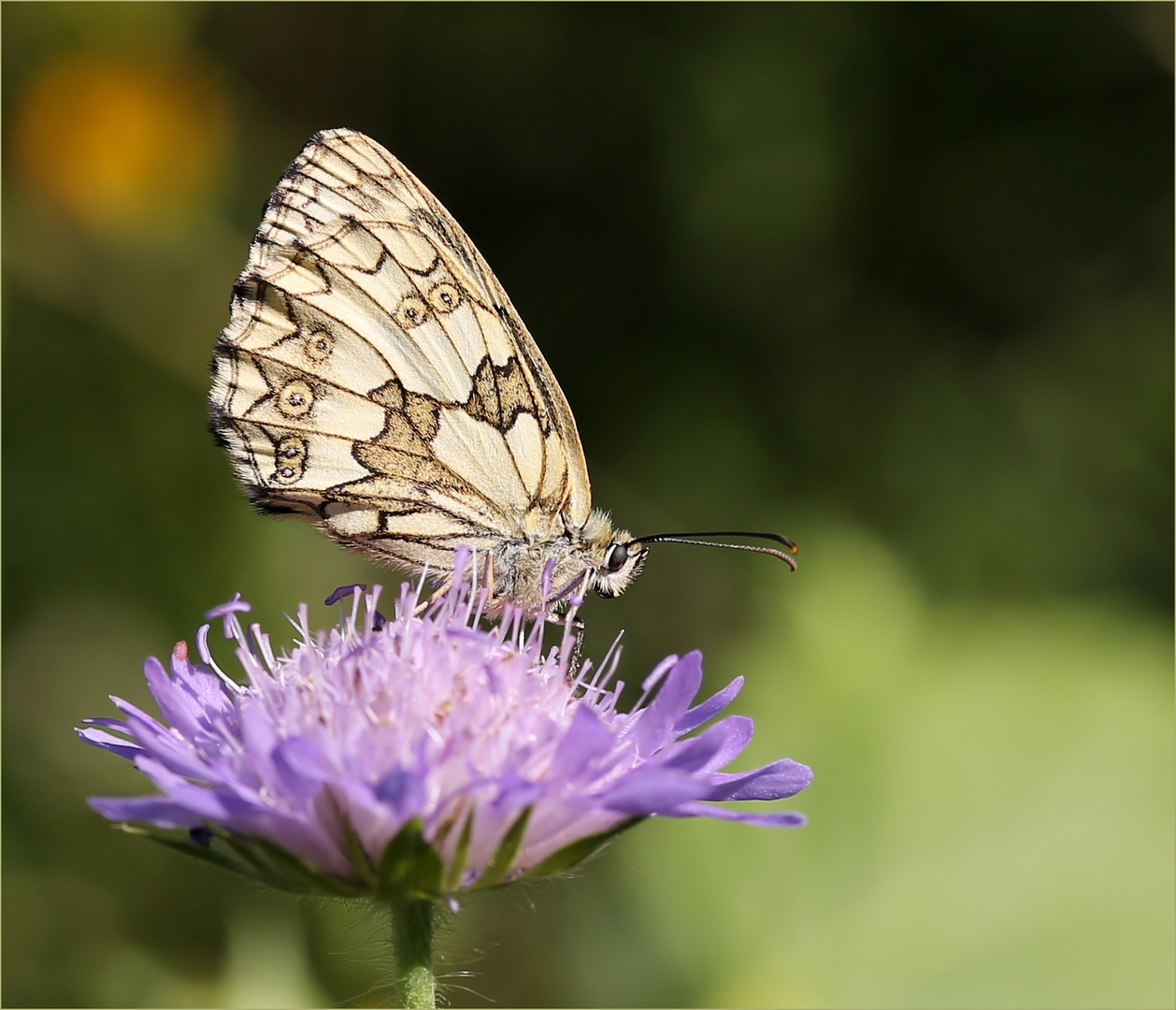 Schachbrettfalter (Melanargia galathea) - Weibchen.