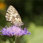 Schachbrettfalter (Melanargia galathea) - Weibchen.