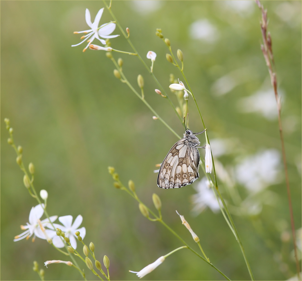 Schachbrettfalter (Melanargia galathea) - Weibchen.