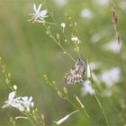 Schachbrettfalter (Melanargia galathea) - Weibchen.