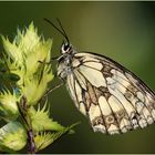 Schachbrettfalter (Melanargia galathea) - Weibchen.