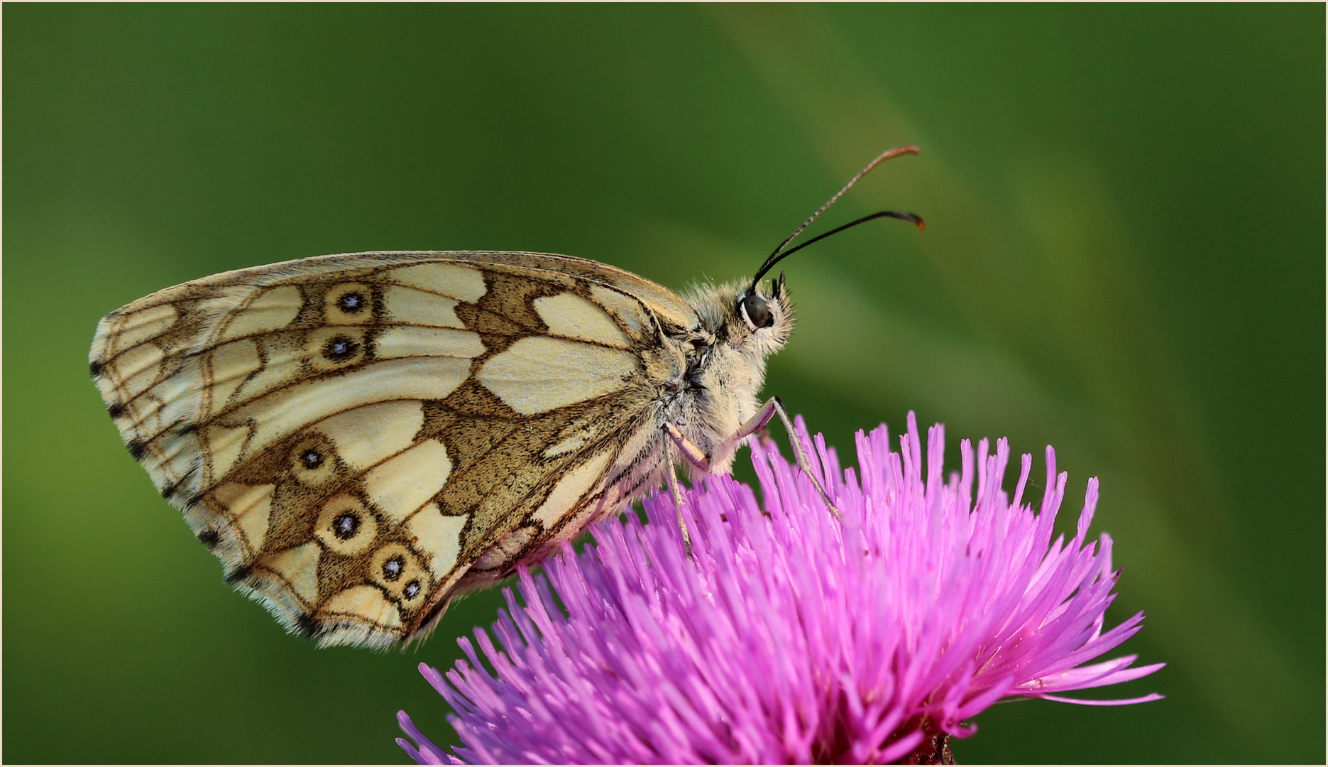 - Schachbrettfalter (Melanargia galathea) Weibchen - 