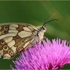 - Schachbrettfalter (Melanargia galathea) Weibchen - 