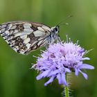 Schachbrettfalter (Melanargia galathea) Weibchen.