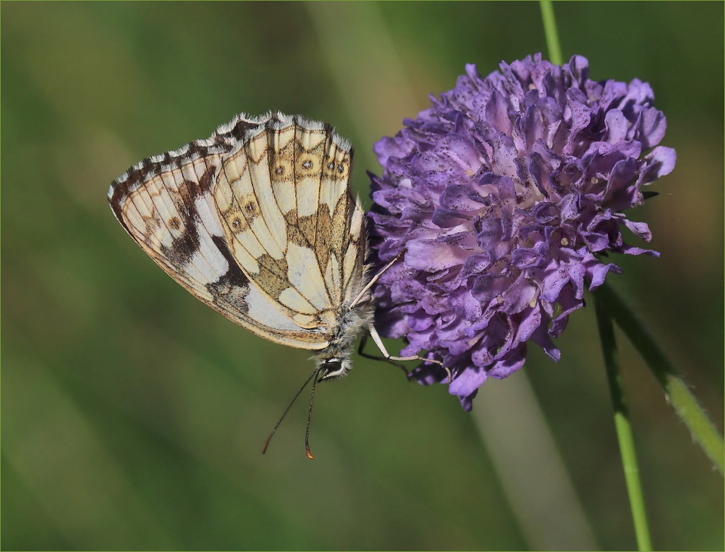 Schachbrettfalter (Melanargia galathea) - Weibchen.