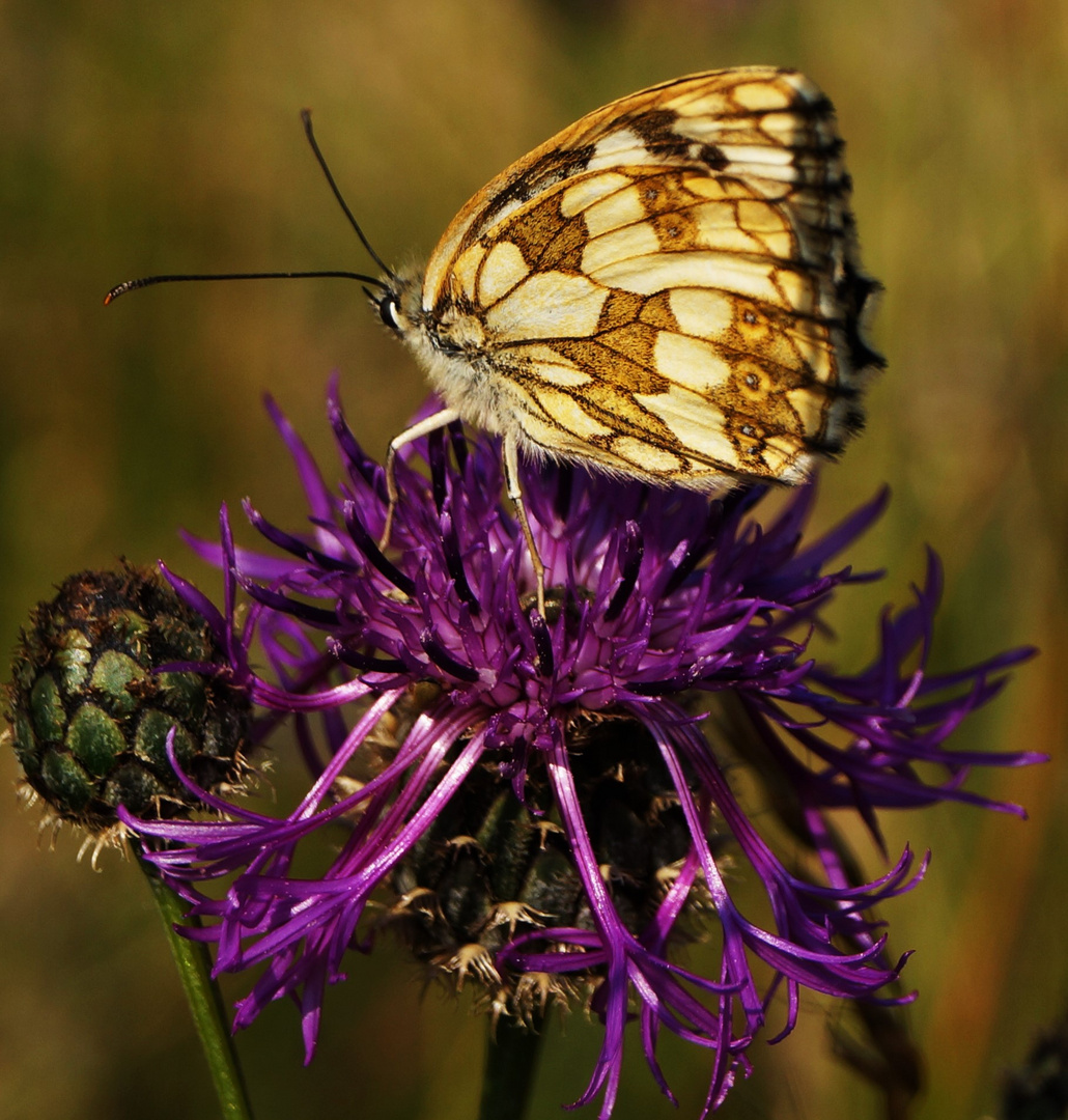 Schachbrettfalter (Melanargia galathea), Weibchen