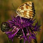 Schachbrettfalter (Melanargia galathea), Weibchen