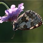 Schachbrettfalter (Melanargia galathea) - Weibchen...