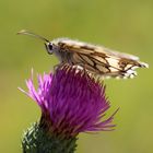 Schachbrettfalter (Melanargia galathea) Weibchen....