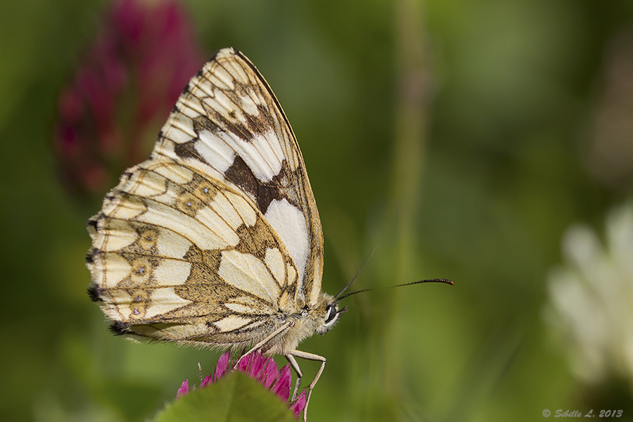 Schachbrettfalter (Melanargia galathea) weiblich