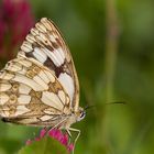 Schachbrettfalter (Melanargia galathea) weiblich