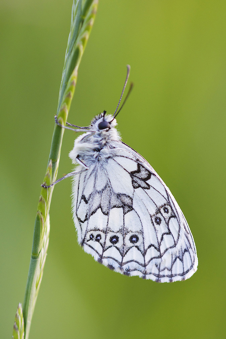 Schachbrettfalter / Melanargia gallathea (M), (ND)