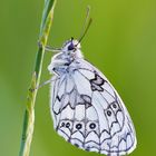 Schachbrettfalter / Melanargia gallathea (M), (ND)