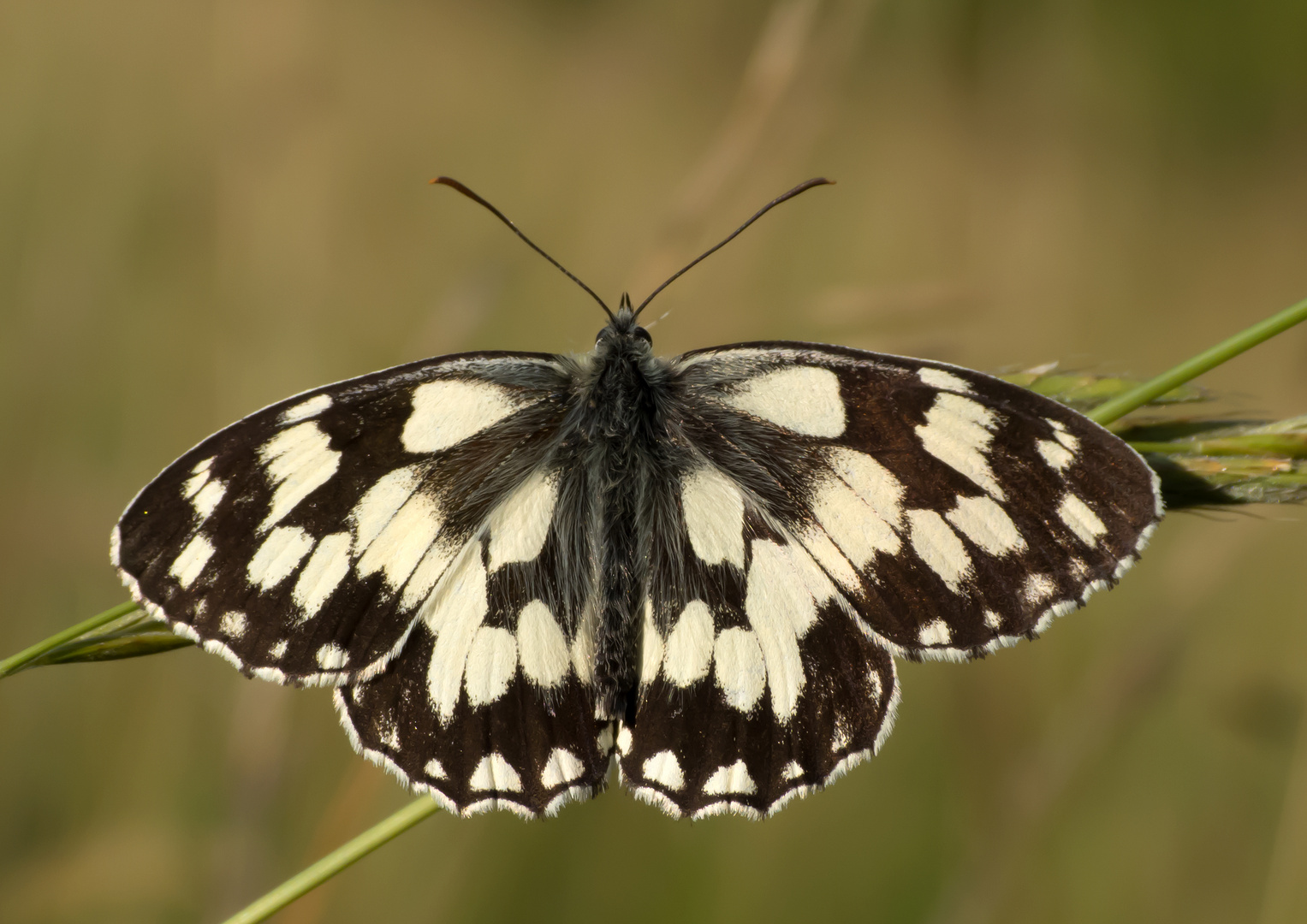 Schachbrettfalter, Melanargin galathea