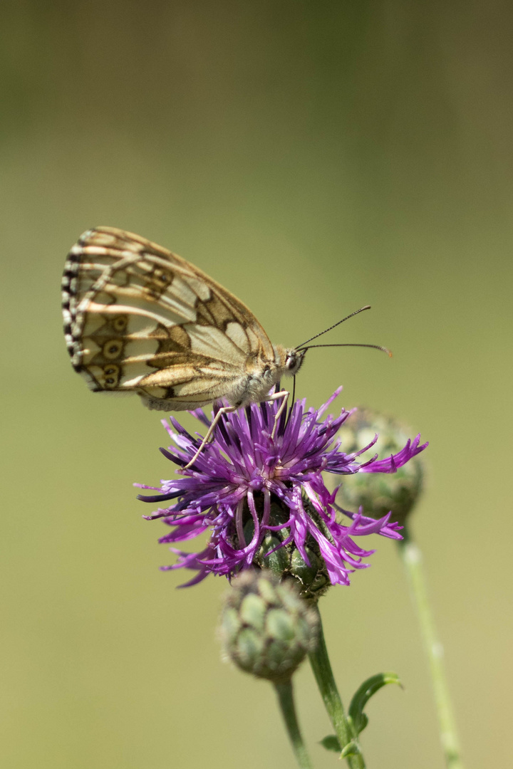 Schachbrettfalter (Melanargyia galathea)