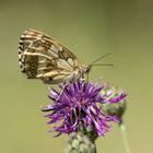 Schachbrettfalter (Melanargyia galathea)