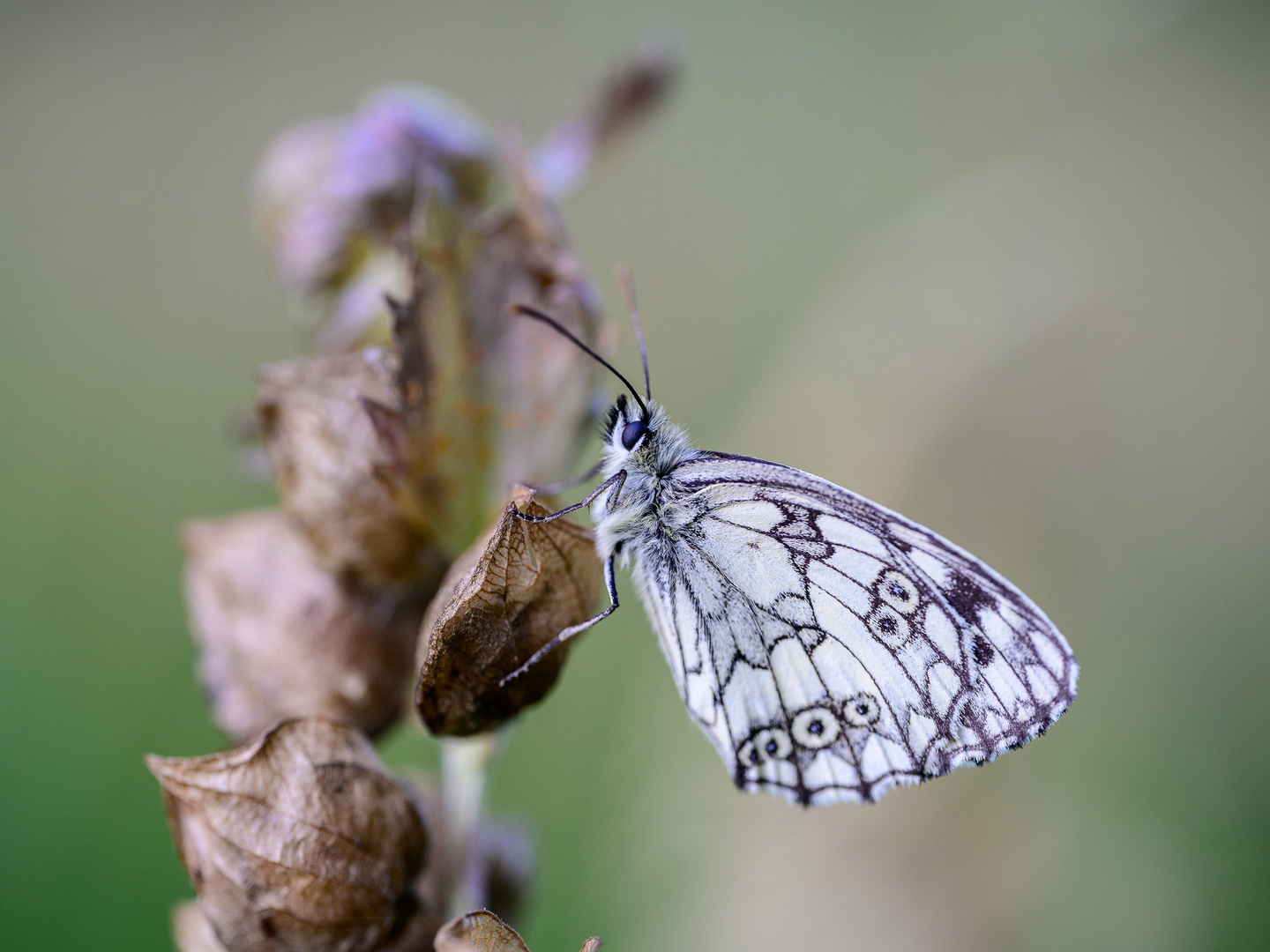 Schachbrettfalter (mit Blende F4)