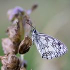 Schachbrettfalter (mit Blende F4)