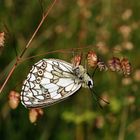 Schachbrettfalter mit Fliege