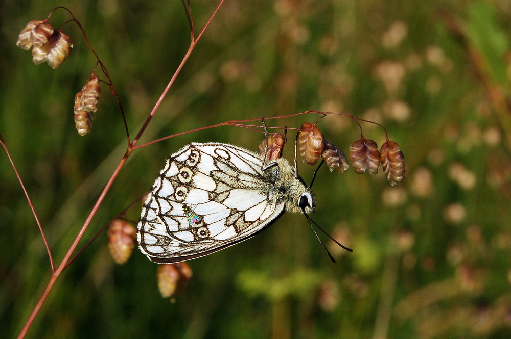 Schachbrettfalter mit Fliege